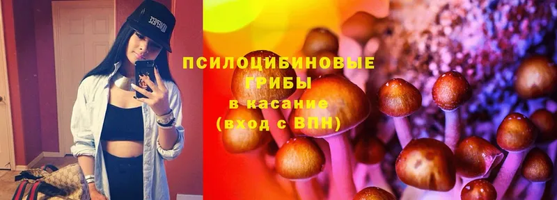 Галлюциногенные грибы Cubensis  Новосибирск 